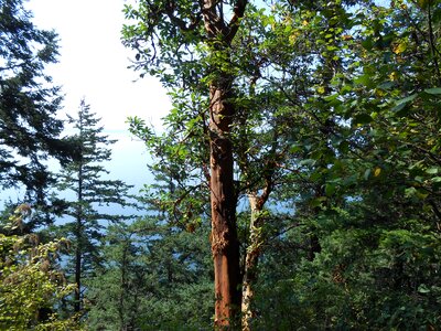 Trunk forest flora