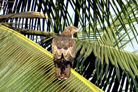 Pernis ptilorhynchus accipitridae raptor