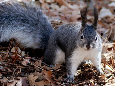 Furry nature outside photo