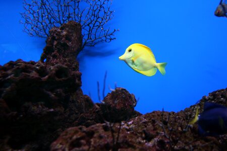 Popular aquarium reef photo