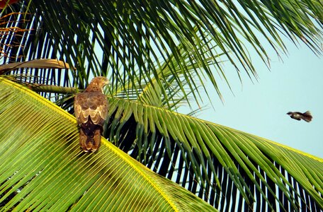 Pernis ptilorhynchus accipitridae raptor