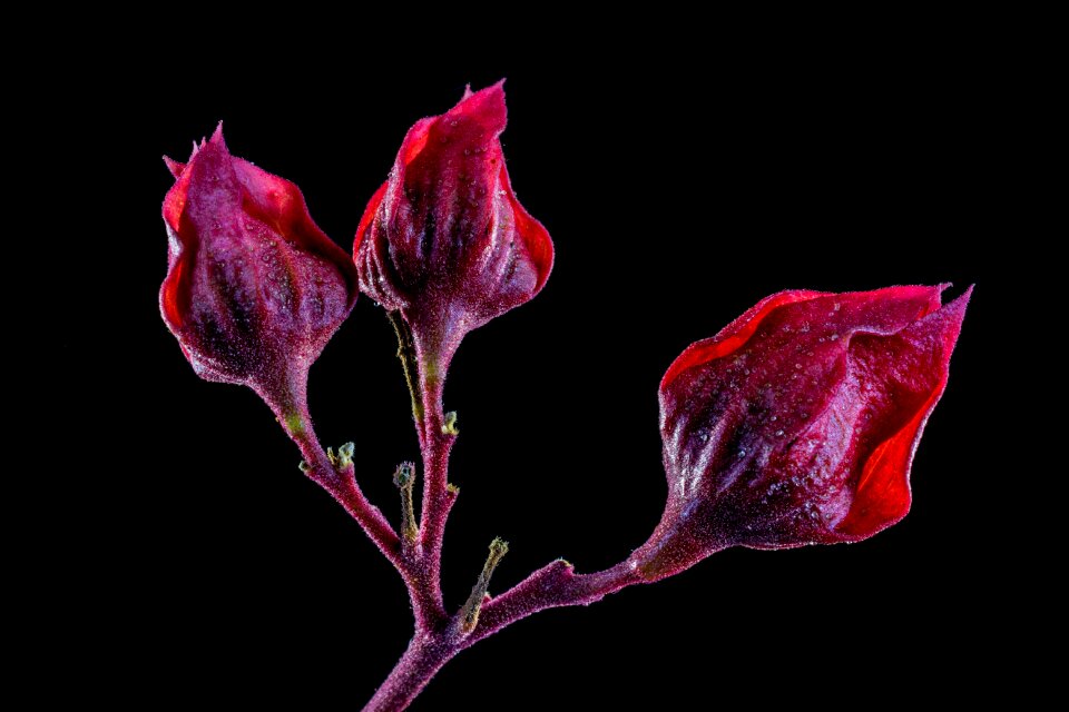 Bloom flower red purple