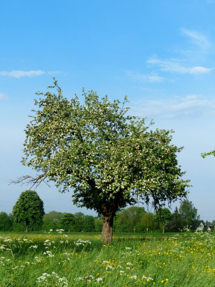 Nature spring landscape