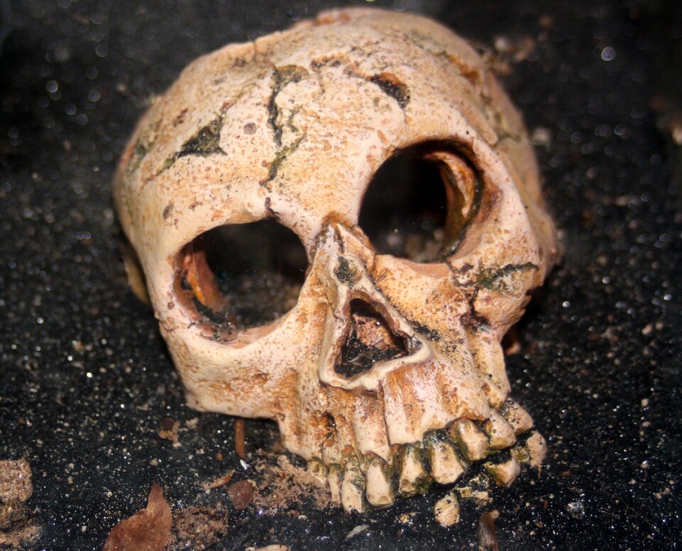 Skull skeleton human