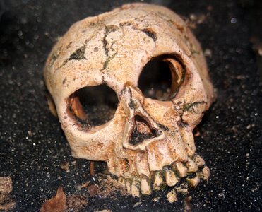 Skull skeleton human photo