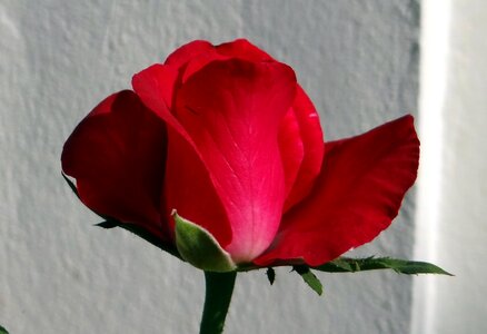 Floral valentine romantic