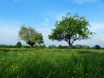 Nature spring landscape
