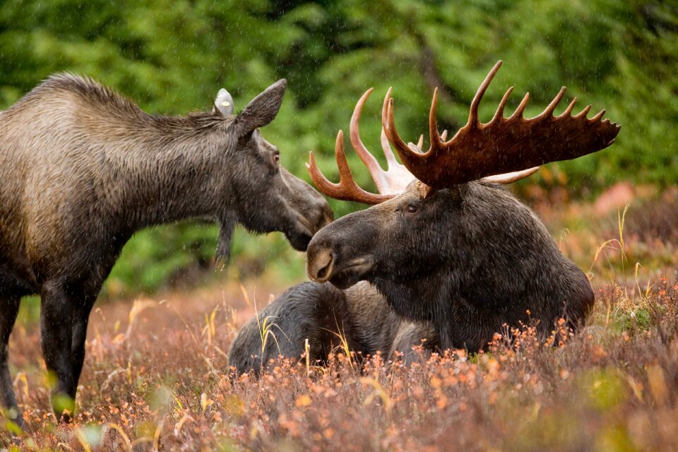 Female antlers male