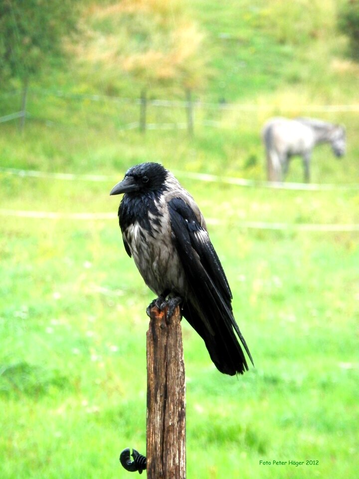Wings feather wildlife