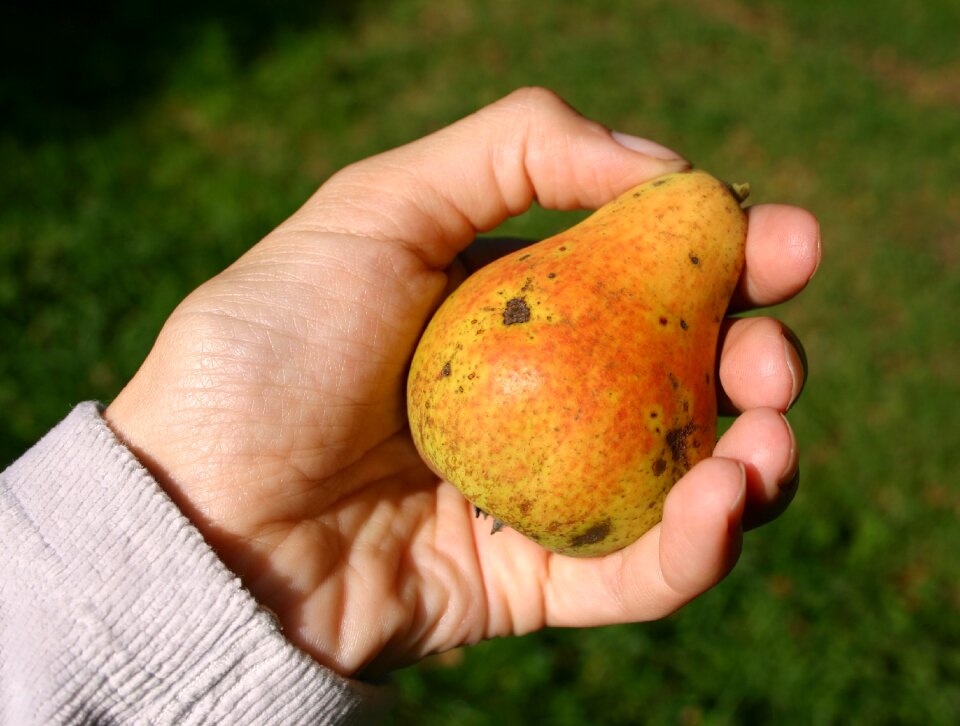 Streuobstbirne harvest pear harvest