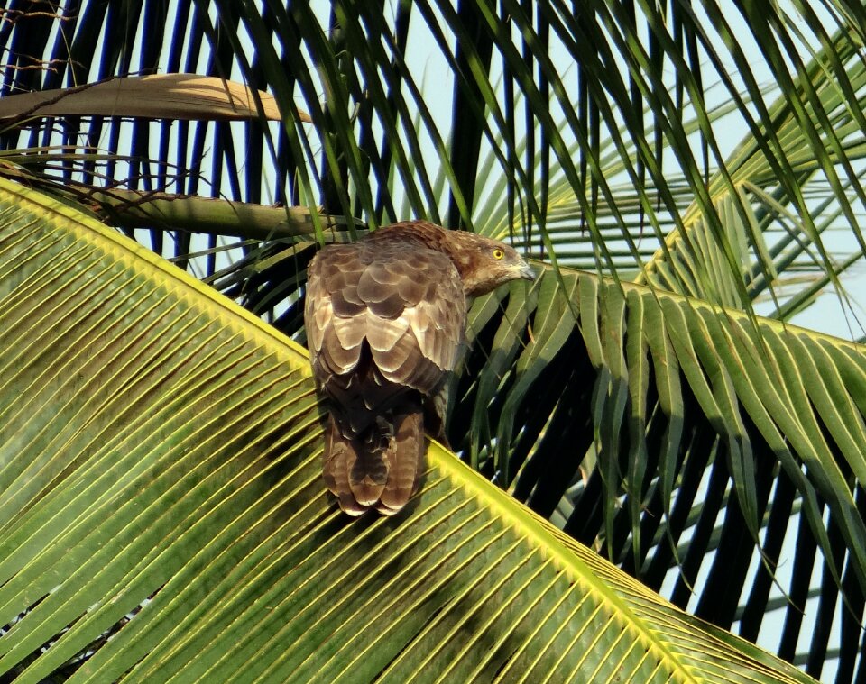 Pernis ptilorhynchus accipitridae raptor