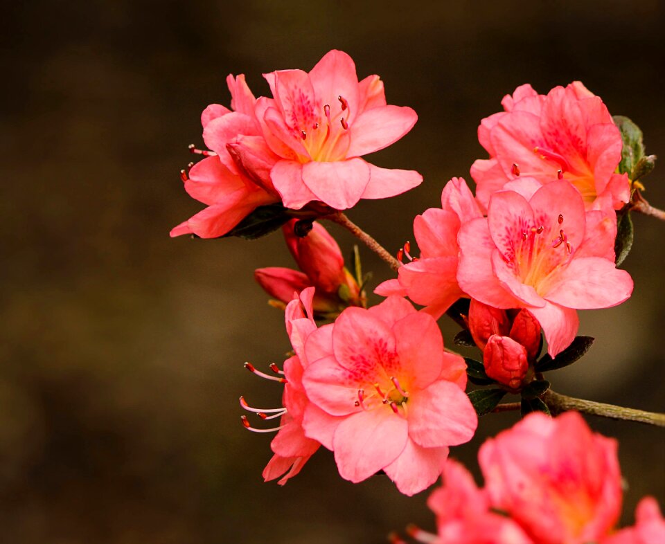 Evergreen shrub spring flowers blossoms