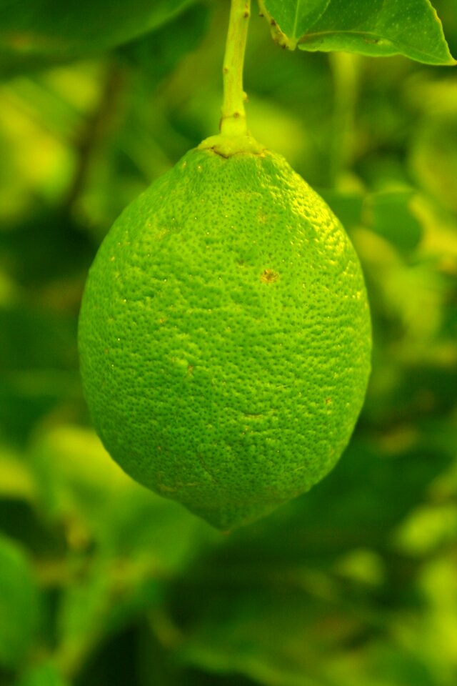 Green fresh healthy