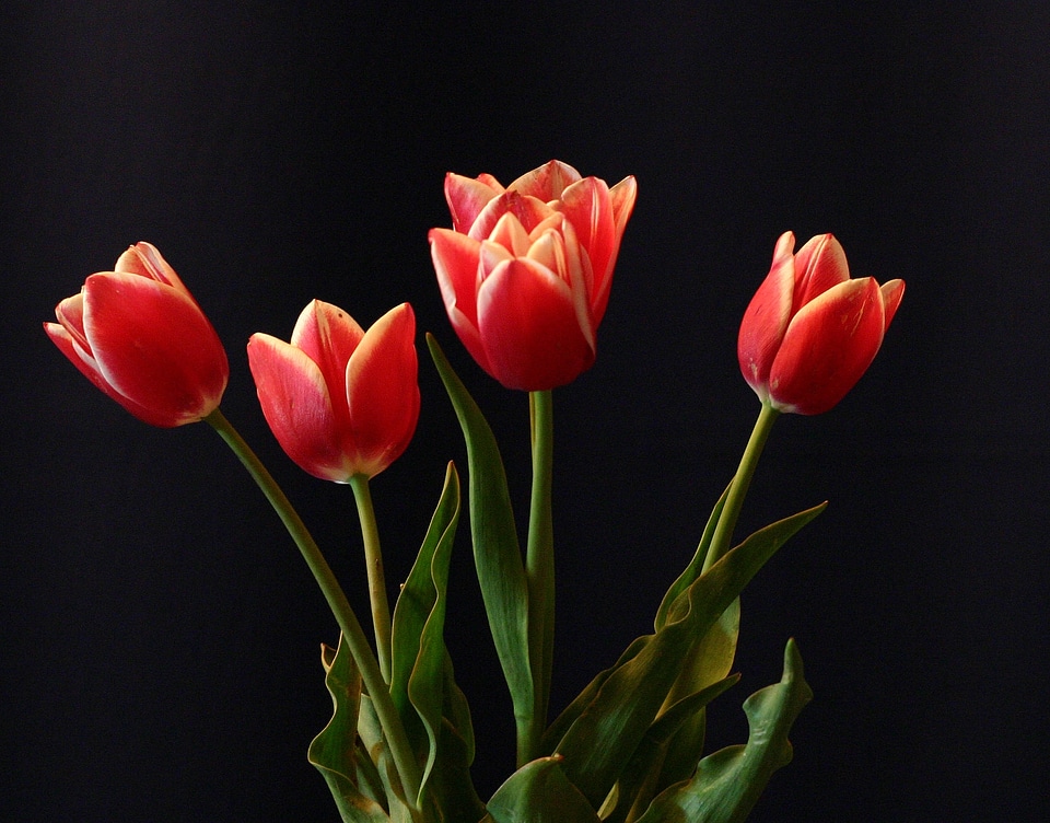 Still life decoration women's day