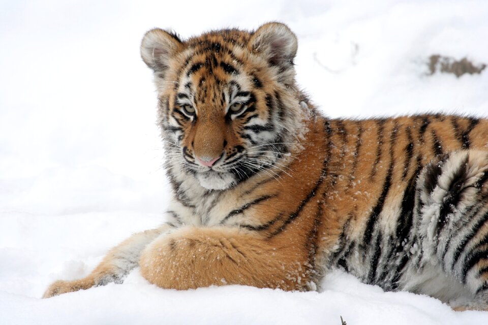 Snow winter zoo photo