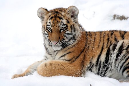 Snow winter zoo