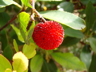 Exotic fruit fruits