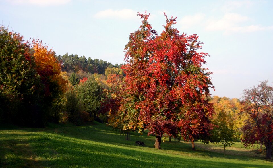 Nature landscape meadow