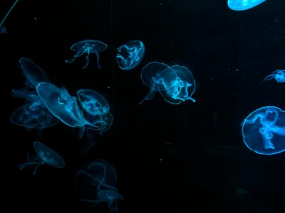 Fluorescense underwater ocean photo