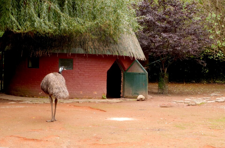 House habitation bird