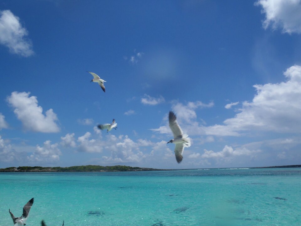 Bahamas birds gulls