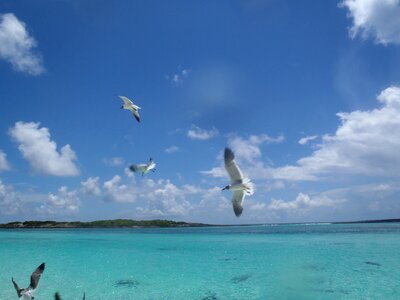 Bahamas birds gulls photo