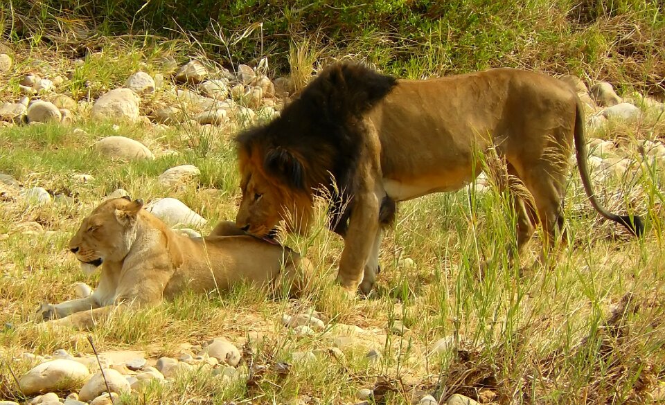 Africa south africa rest