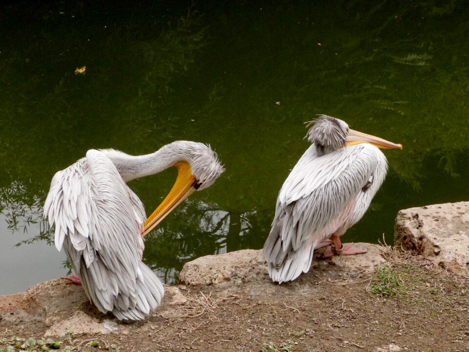 Animal wildlife beak