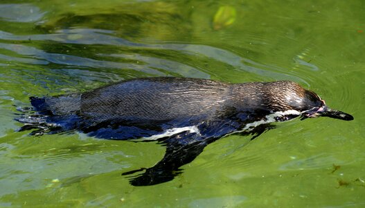 Water bird swim water
