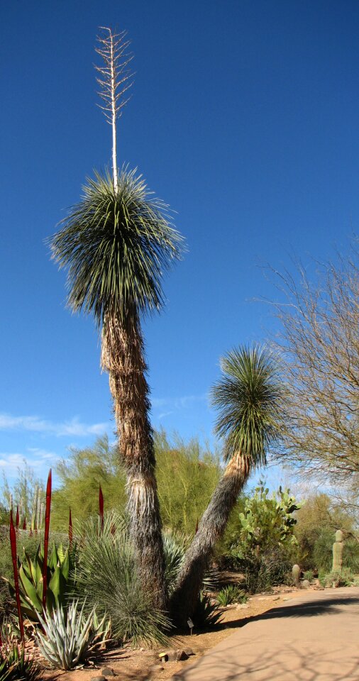 Flora california soaptree yuca