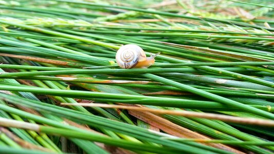 Snail nature summer