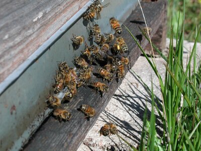 Bee hive nature