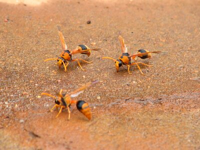 Insect wing wildlife