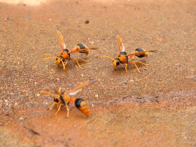 Insect wing wildlife photo