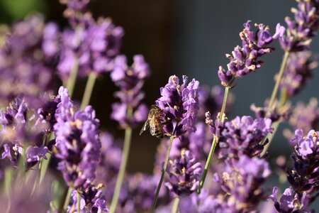 Bee macro forage