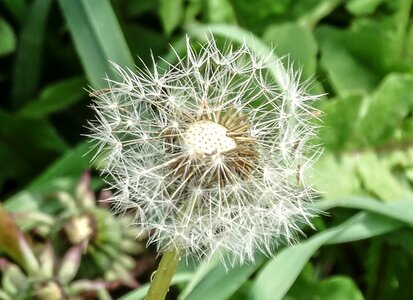 Nature green plants