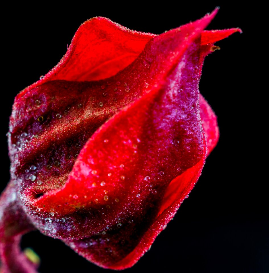 Bloom flower red purple