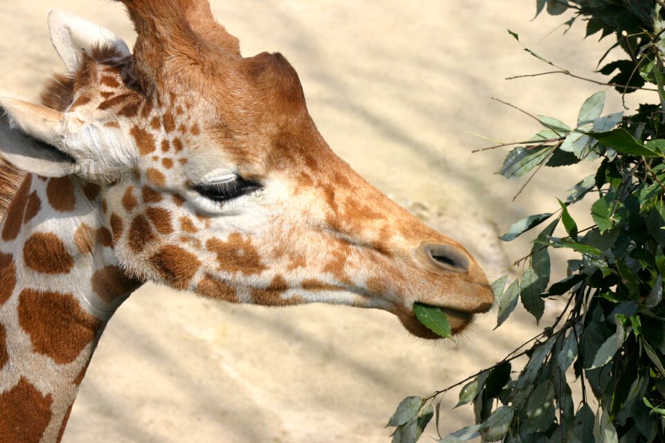 Animal giraffe diet