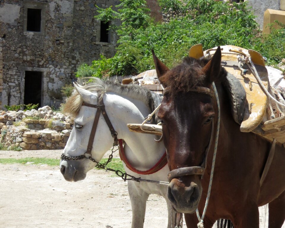 Horses animal stallion