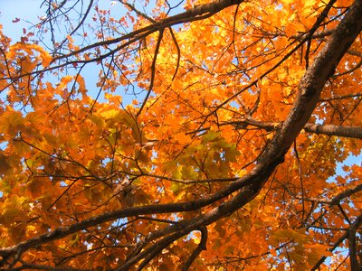 Autumn october forest photo