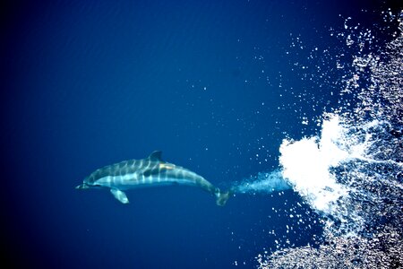 Aquatic swimming playful photo