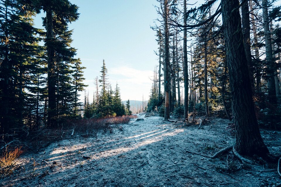 Trees forest hiking