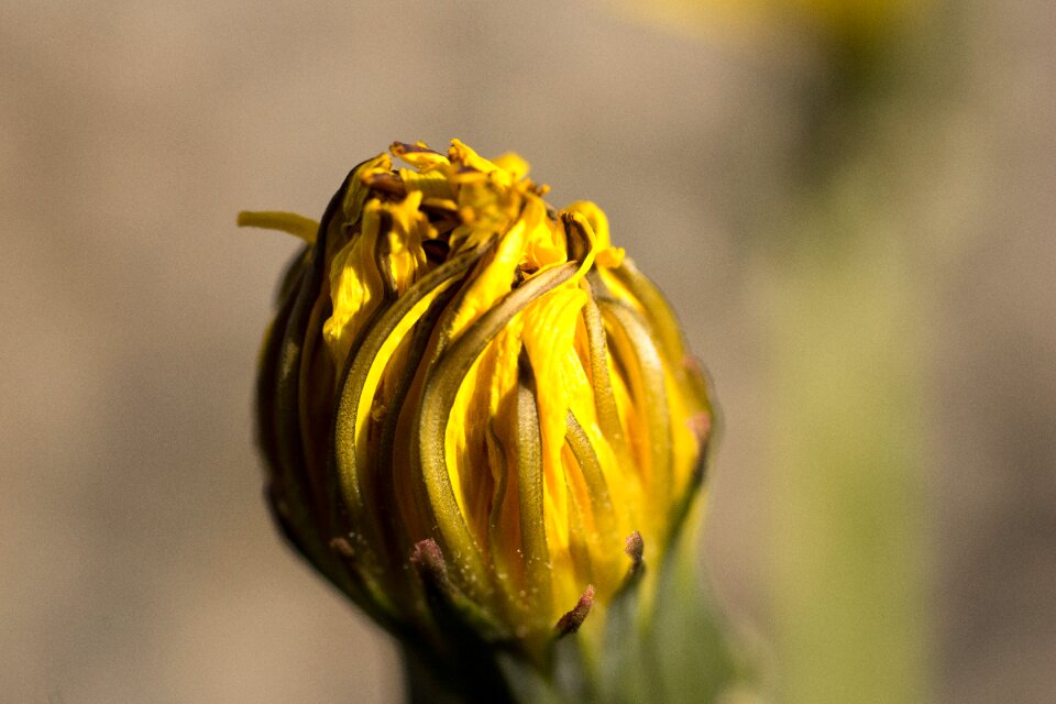 Bloom blossom bloom