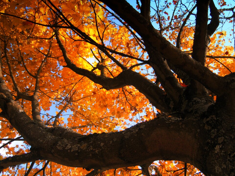 Autumn october forest