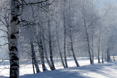 Cold winter wintry photo