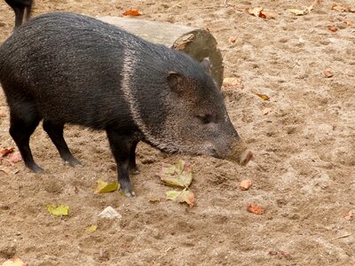 Exotic animal domesticated