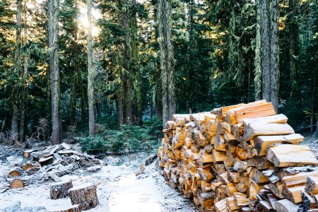 Lumber nature forest photo