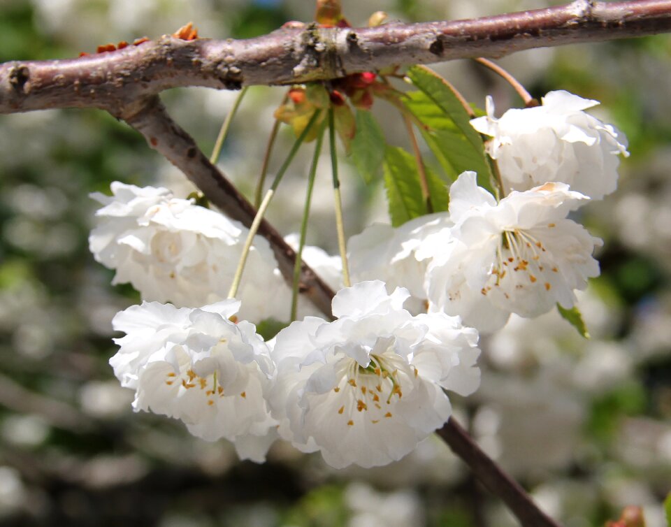 Flower white sweden