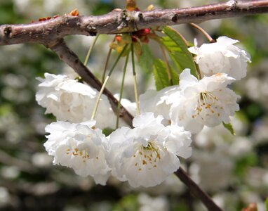 Flower white sweden