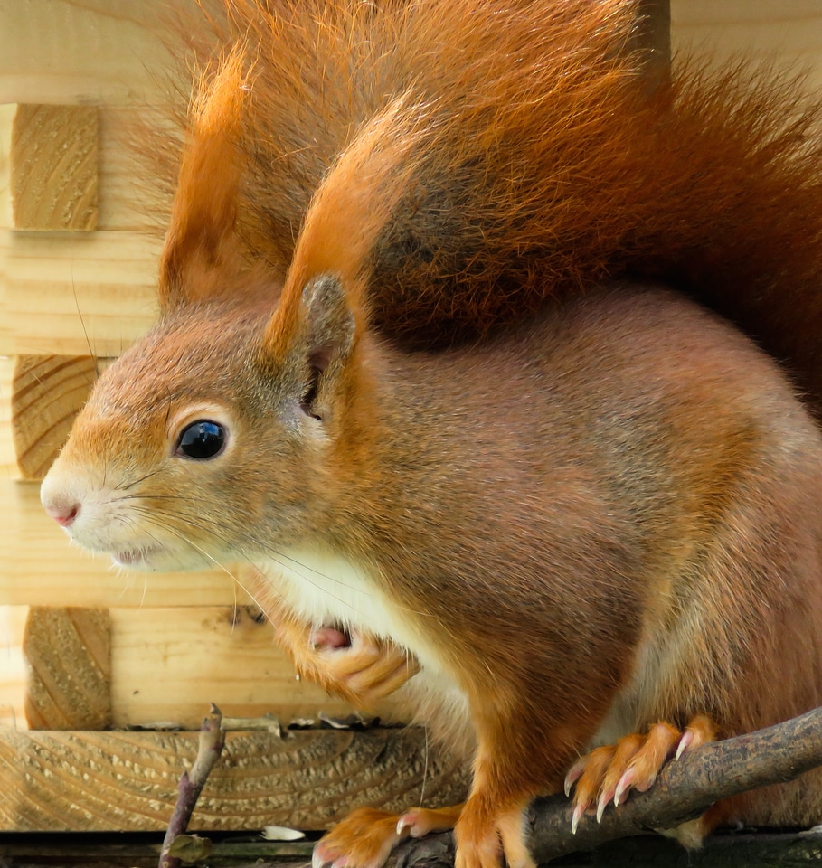 Possierlich feeding tail